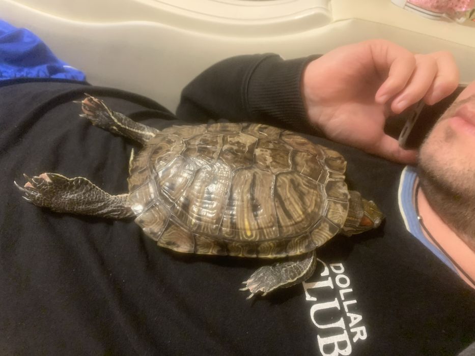 Черепаха красновуха