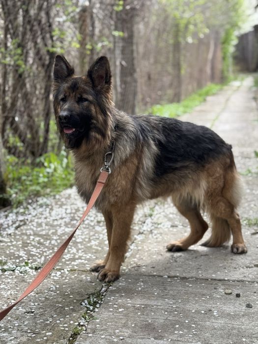 Німецька вівчарка, дівчинка