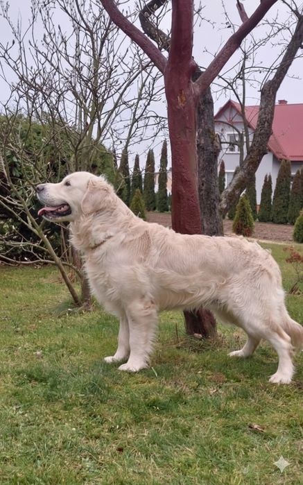 Golden Retriever piękny pies