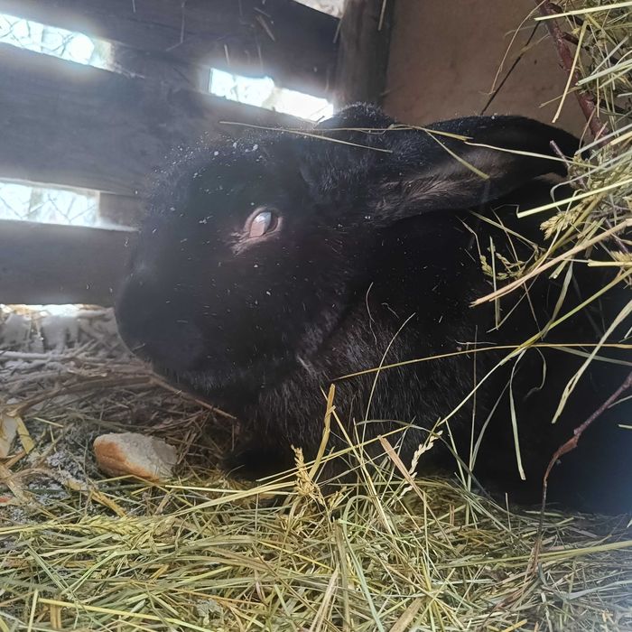 Królik olbrzym belgijski czarny