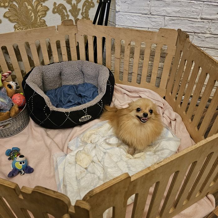 Дівчинка померанського шпіца 9 міс