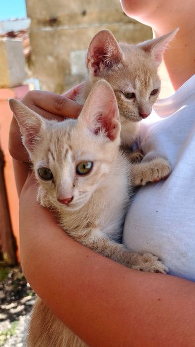 Gatinhos machos doação