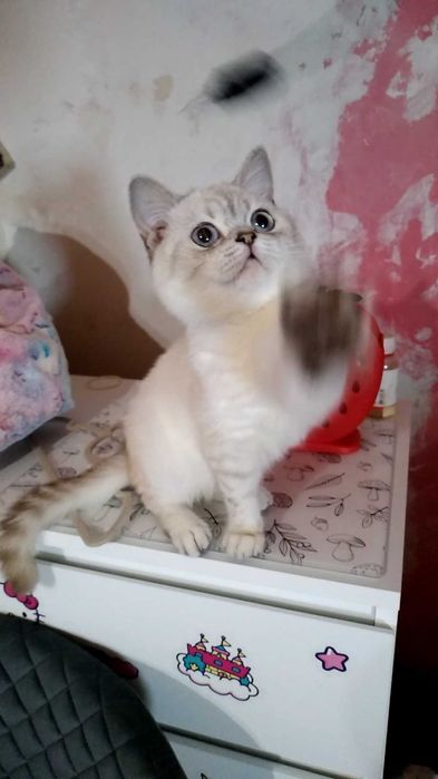 Котик,котёнок,белый,шишшилла серебристая. Кот.