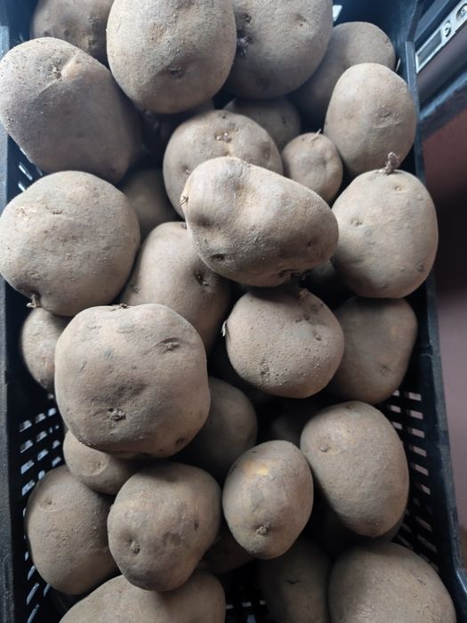 Batata agria a granel