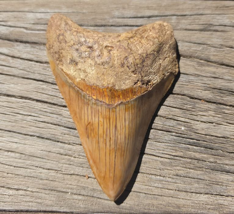 Fossil: Dentes de tubarão Megalodonte