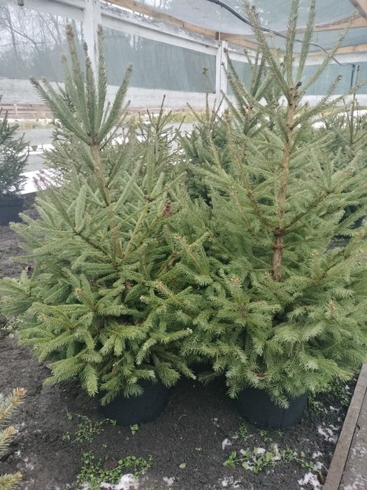 Ялинки до 150 см