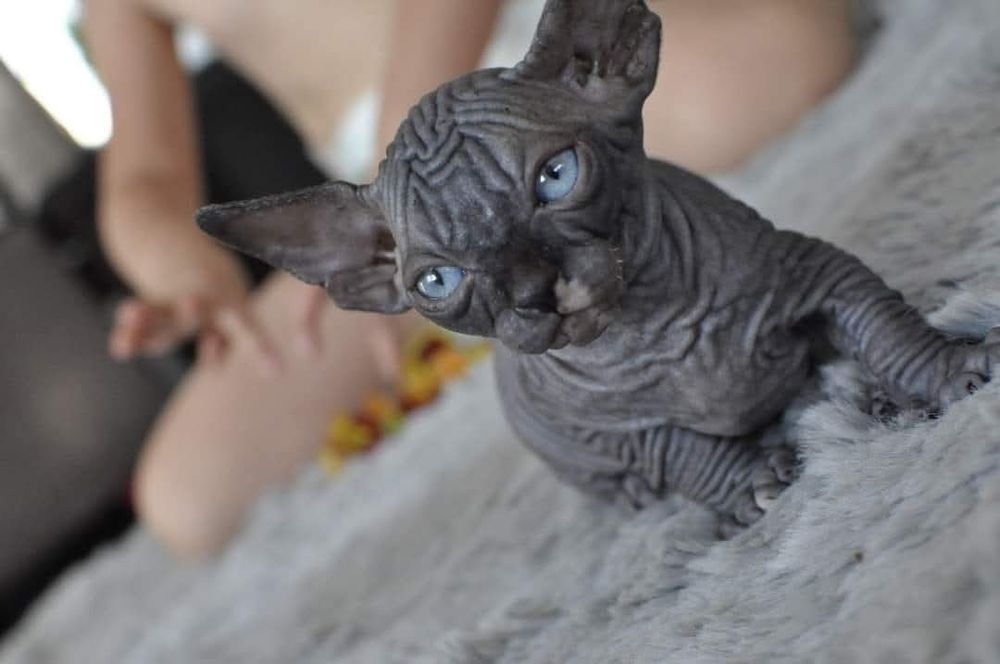 Kot sfinks niebieskie oko