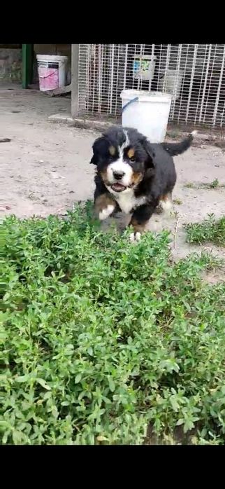 Продаються песенятка породи бернського зенненхунда, роджені 4 липня,