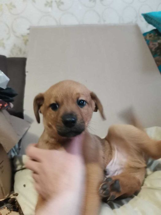 Безпритульні песики в добрі руки