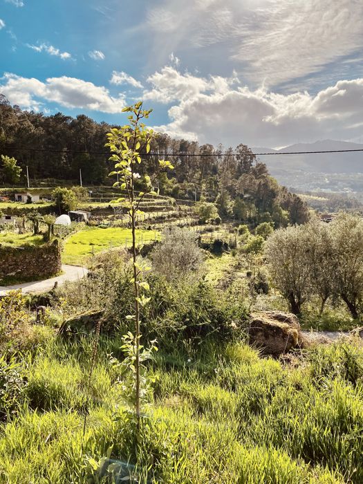 Quintinha no alto minho