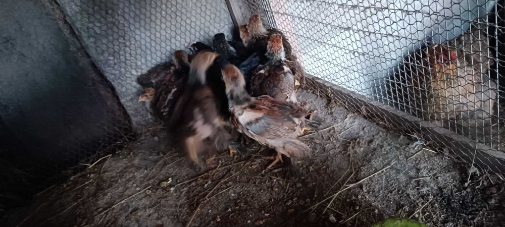 Pintos de Brahma Perdiz Gold Puros