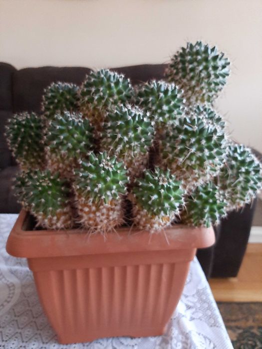 Kaktus kwitnący na czerwono - ma 40 lat