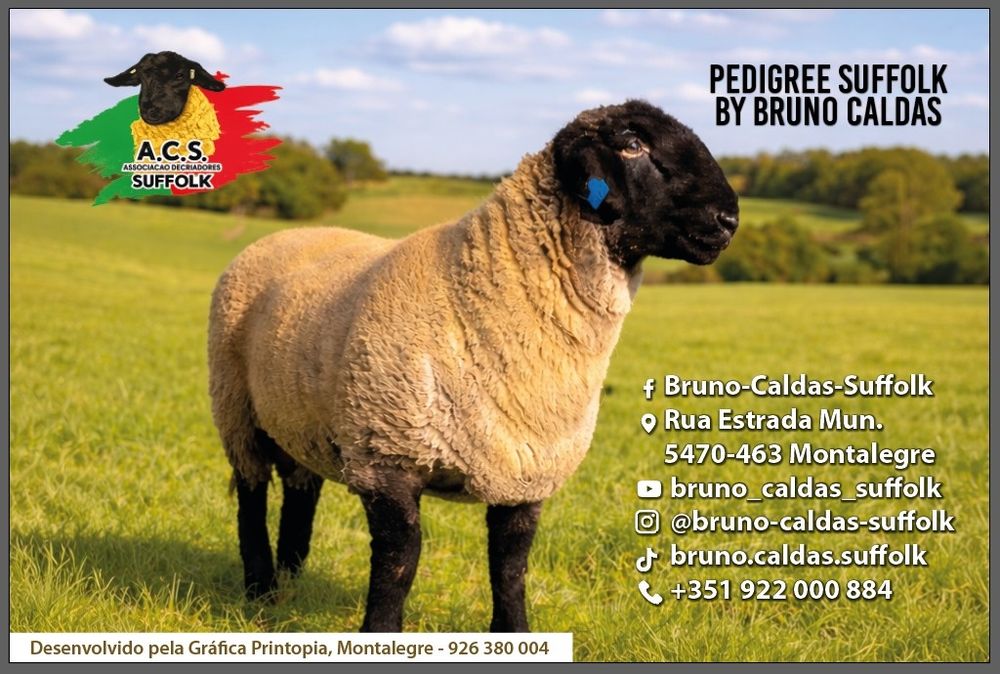 Ovelhas da raça suffolk