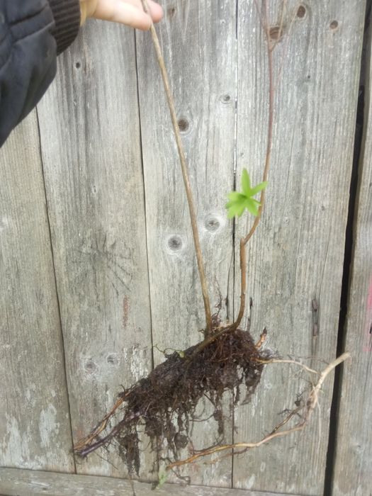 насіння морозника,спірея