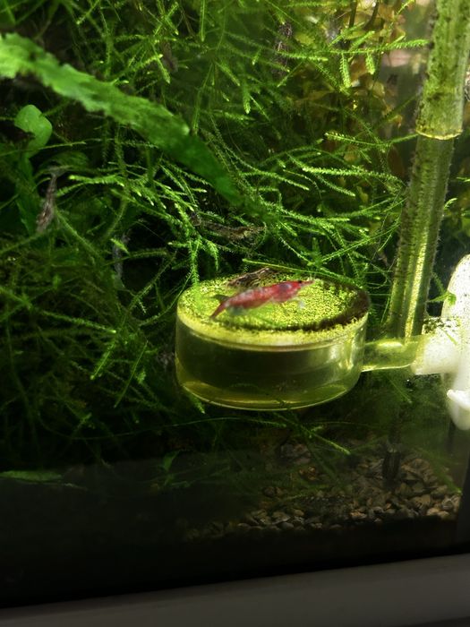 Aquario 20L Plantado de Camaroes