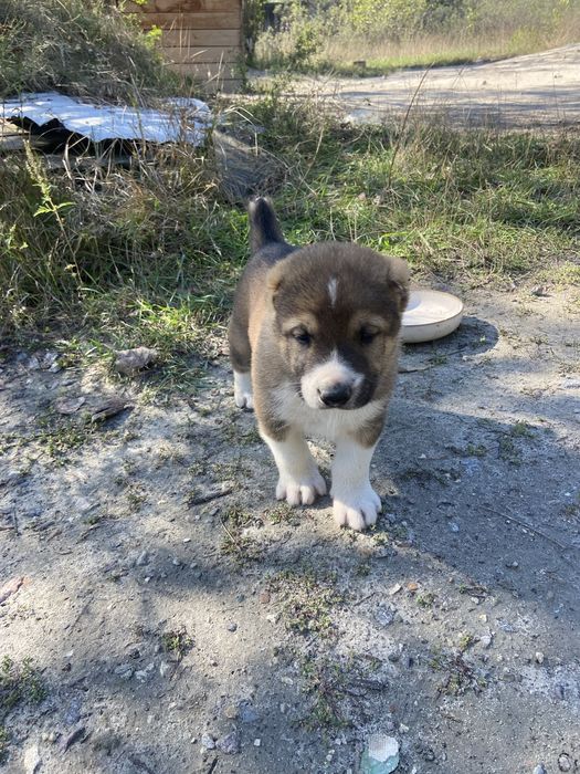 Продаж цуциків Алабай САО