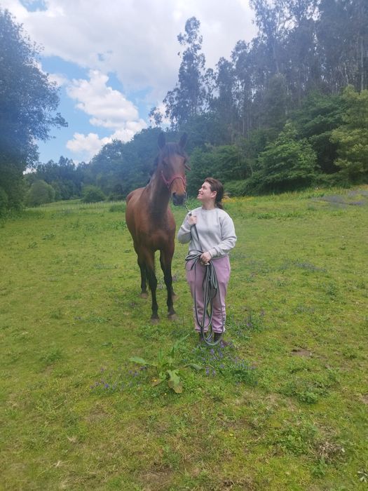 Égua Lusitana com livro azul