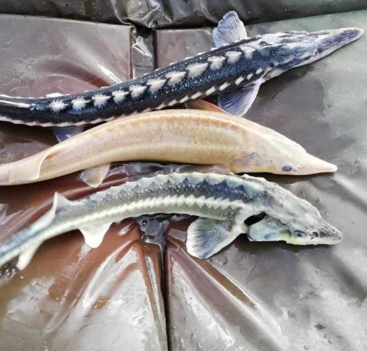 Jesiotr Rosyjski, Jesiotr Albinos , Jesiotr Starlet , karpie koi