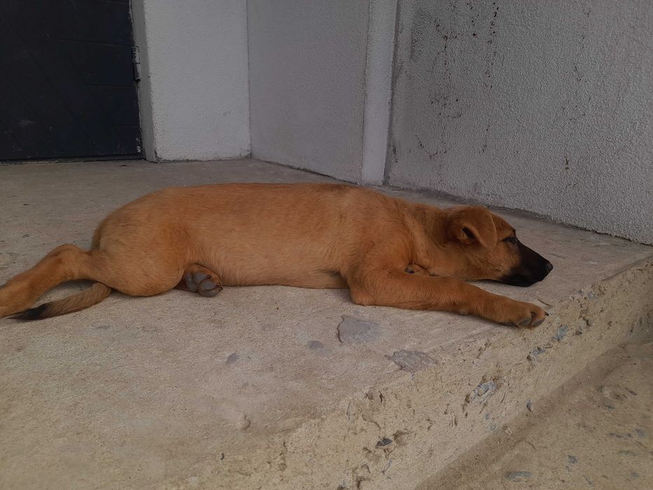 Собаченята. Безкоштовно