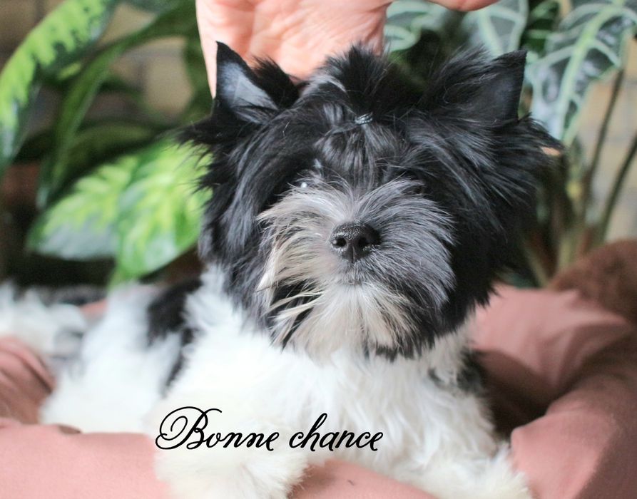 Yorkshire terrier black white
