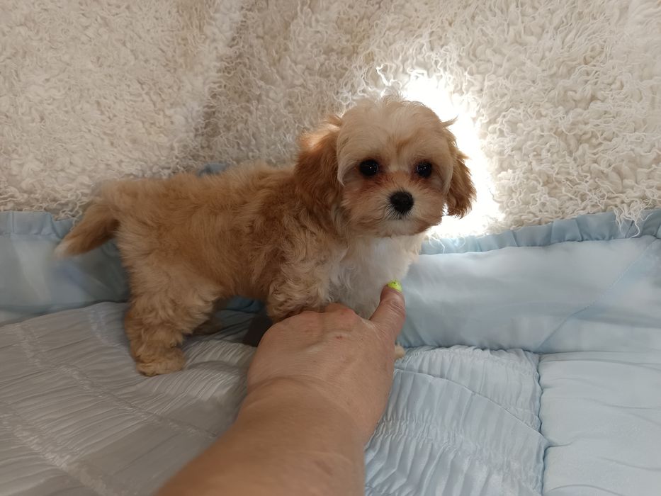 Дві міні дівчинки мальтіпу