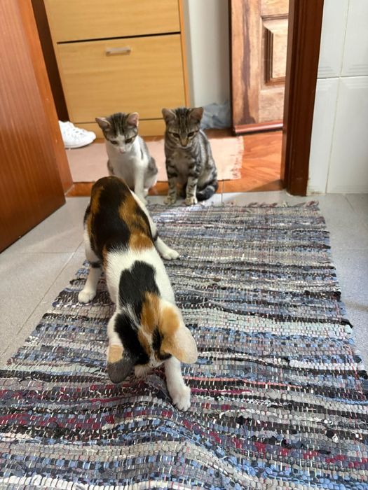 Gatinhos prontos para adoçao responsável