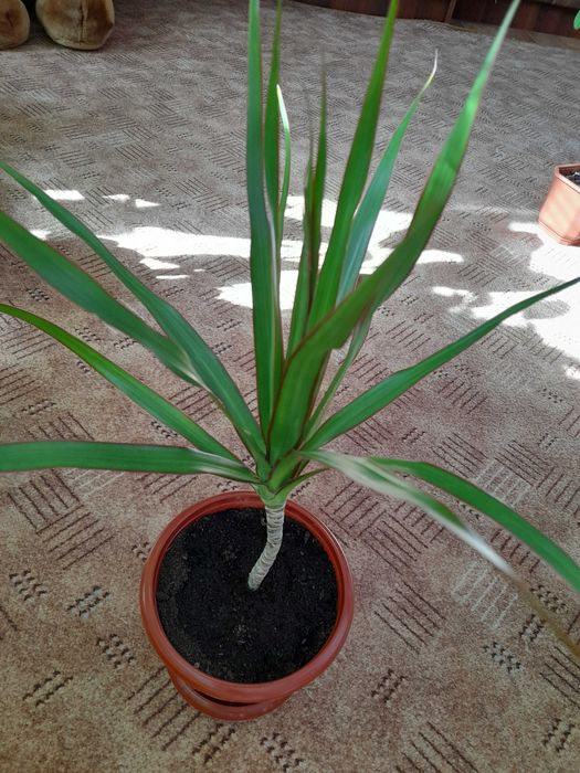 Кімнатна рослина драцена