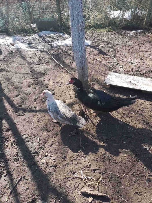 Продам мускусних (Індокачки) качок сім'ю. Шипуни. Индоутки. Утки Шыпун