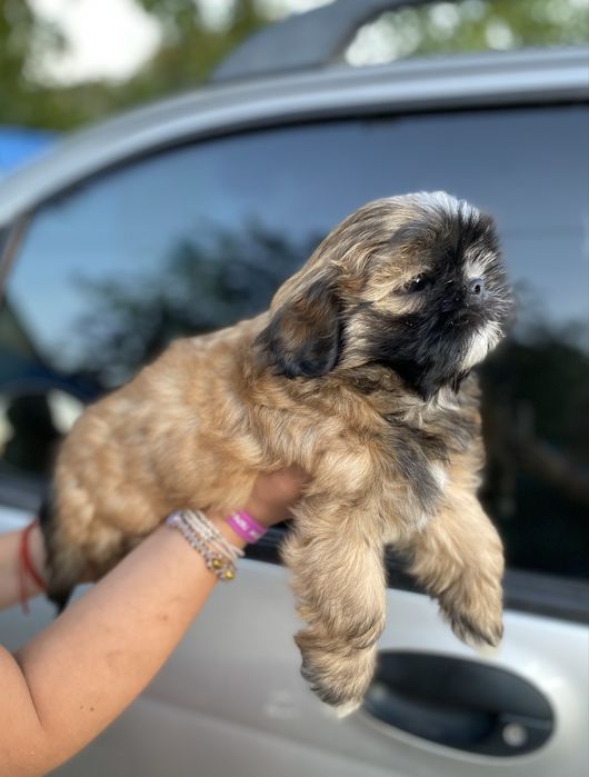 Шукаємо родину для шитцу