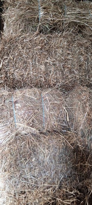 Fardos de palha para venda