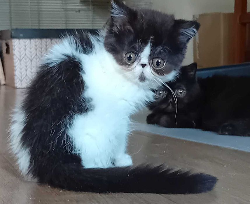 Kocurek egzotyczny krótkowłosy