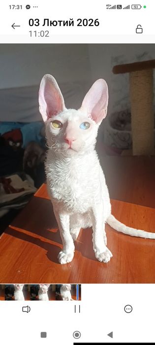 Хлопчик білий з різними очима