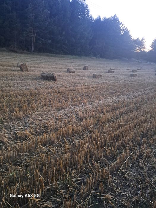 Kostki słomy 7 złoty