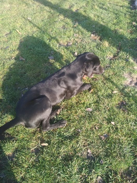 Вязка Лабрадора.