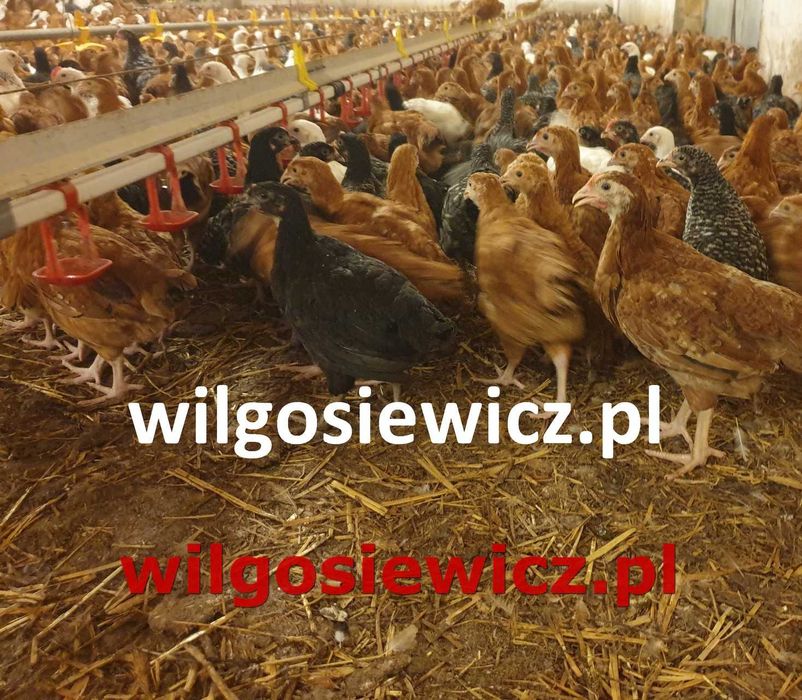 Kurki Rosa młoda na jajko dowóz Gratis