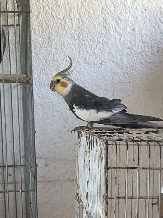 Caturra macho novo