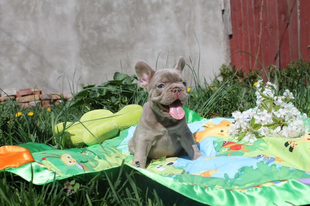 Красунчик чекає маму