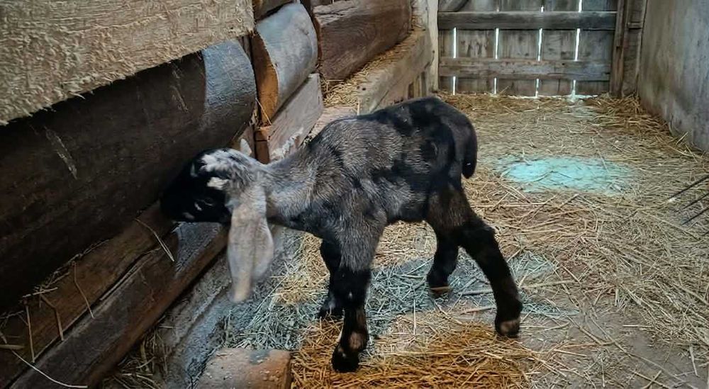 Koziołek Anglonubijski