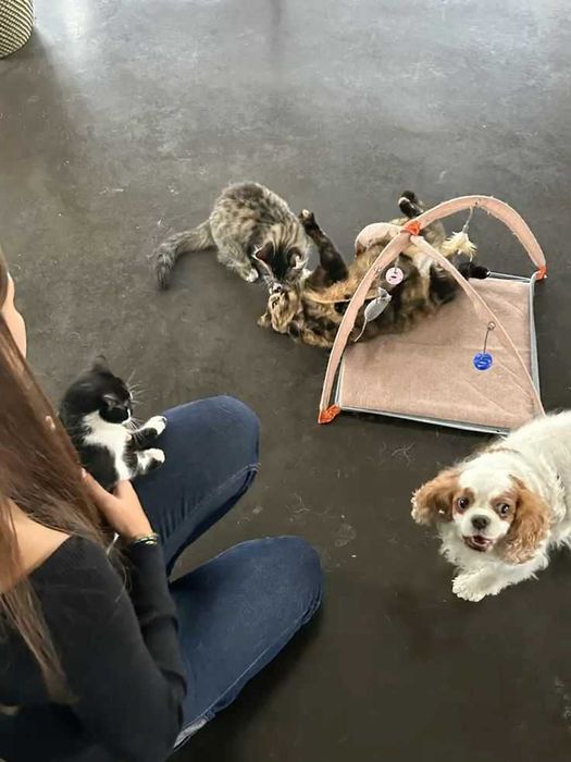 Petsitting e Dogwalking460687619549440001