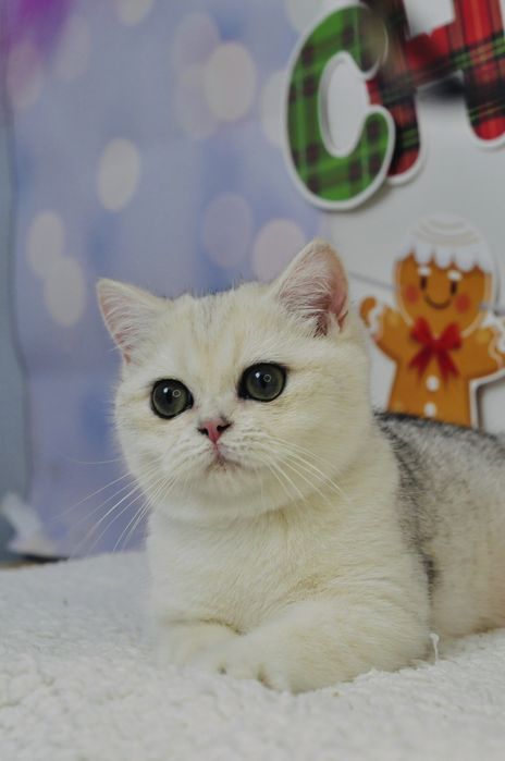 Британський хлопчик красунчик