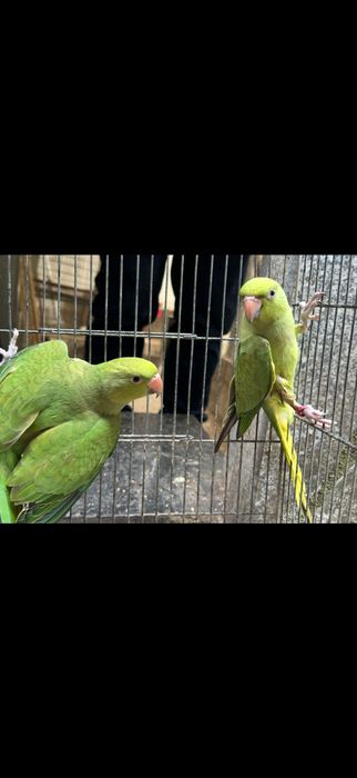 Ring necks adultos