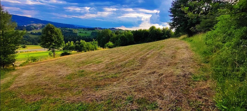 Widokowa działka rolna 31,69 ar – Krzeczów, gm. Lubień. Okazja! - Widok 2