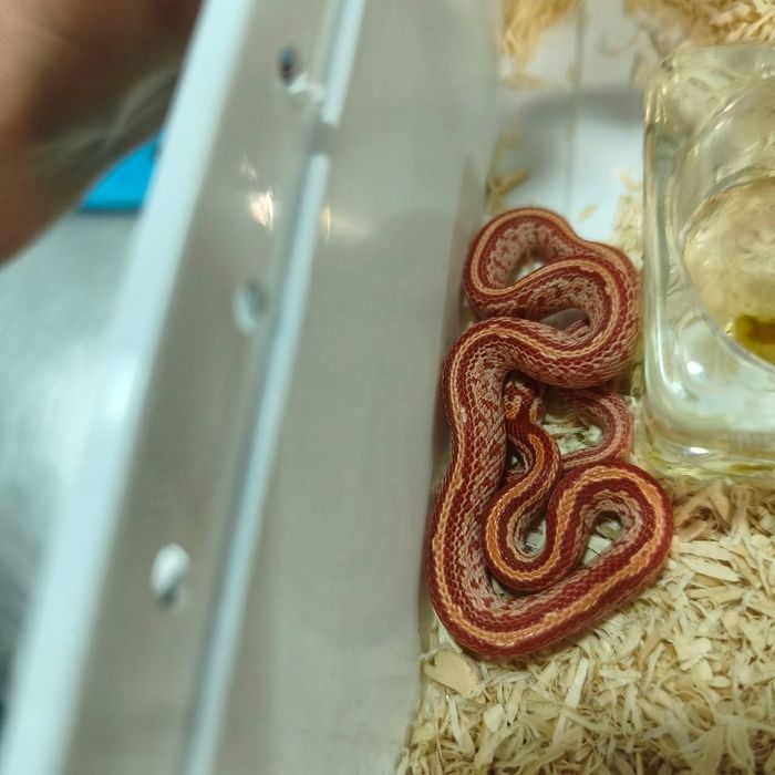Cobra do milho bebés