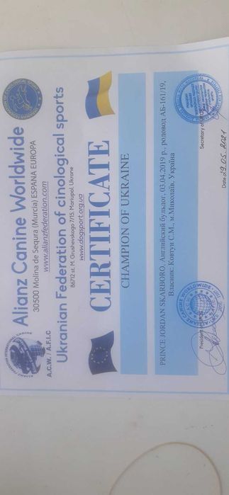 Английский бульдог , вязка