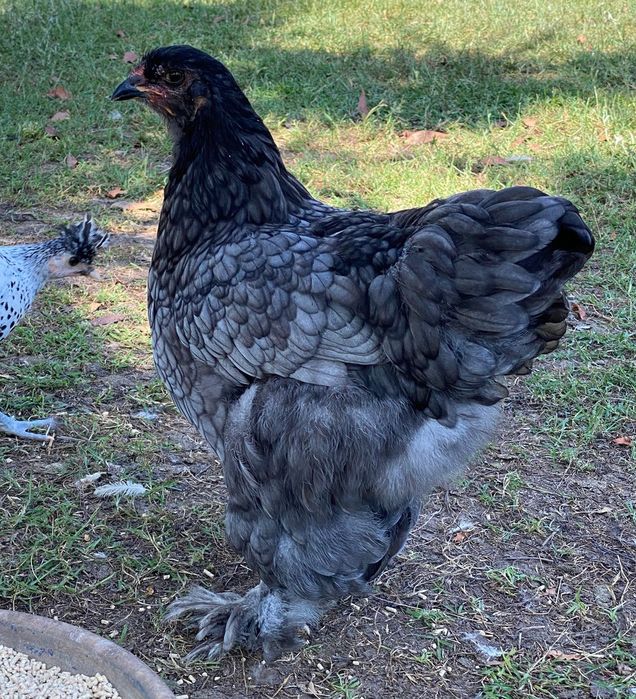 Pintos brahmas azul