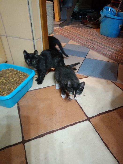 Oddam piękne małe koty