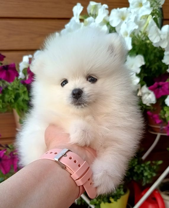 Szpic miniaturowy Pomeranian piesek