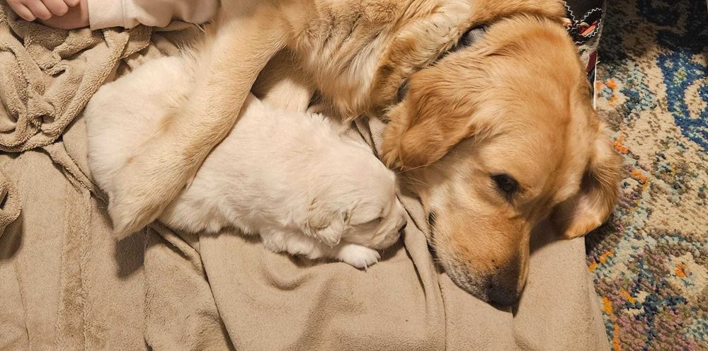 Golden Retriever com Lop