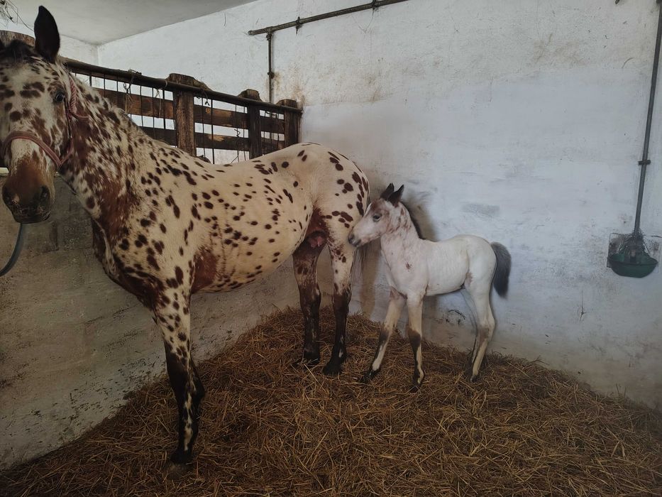 Klacz małopolska tarantowata tarant