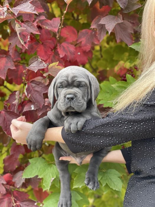 Сane corso-Топ щенки сірого забарвлення